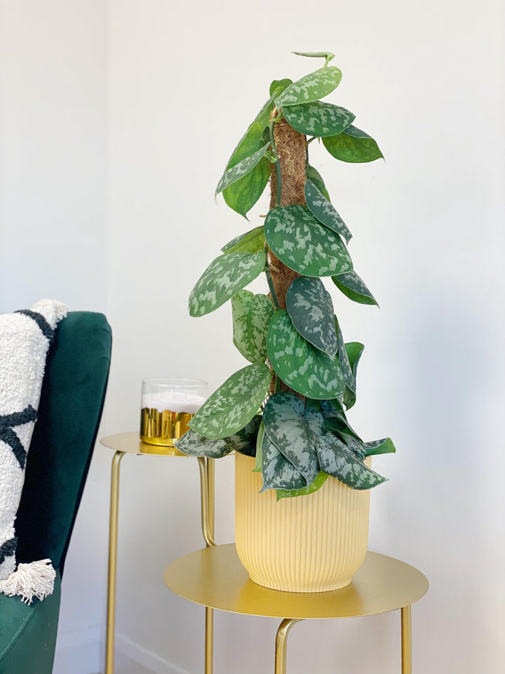 satin pothos trebie Scindapsus Pictus Trebie | Satin Pothos