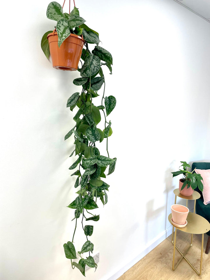satin pothos trebie Scindapsus Pictus Trebie | Satin Pothos