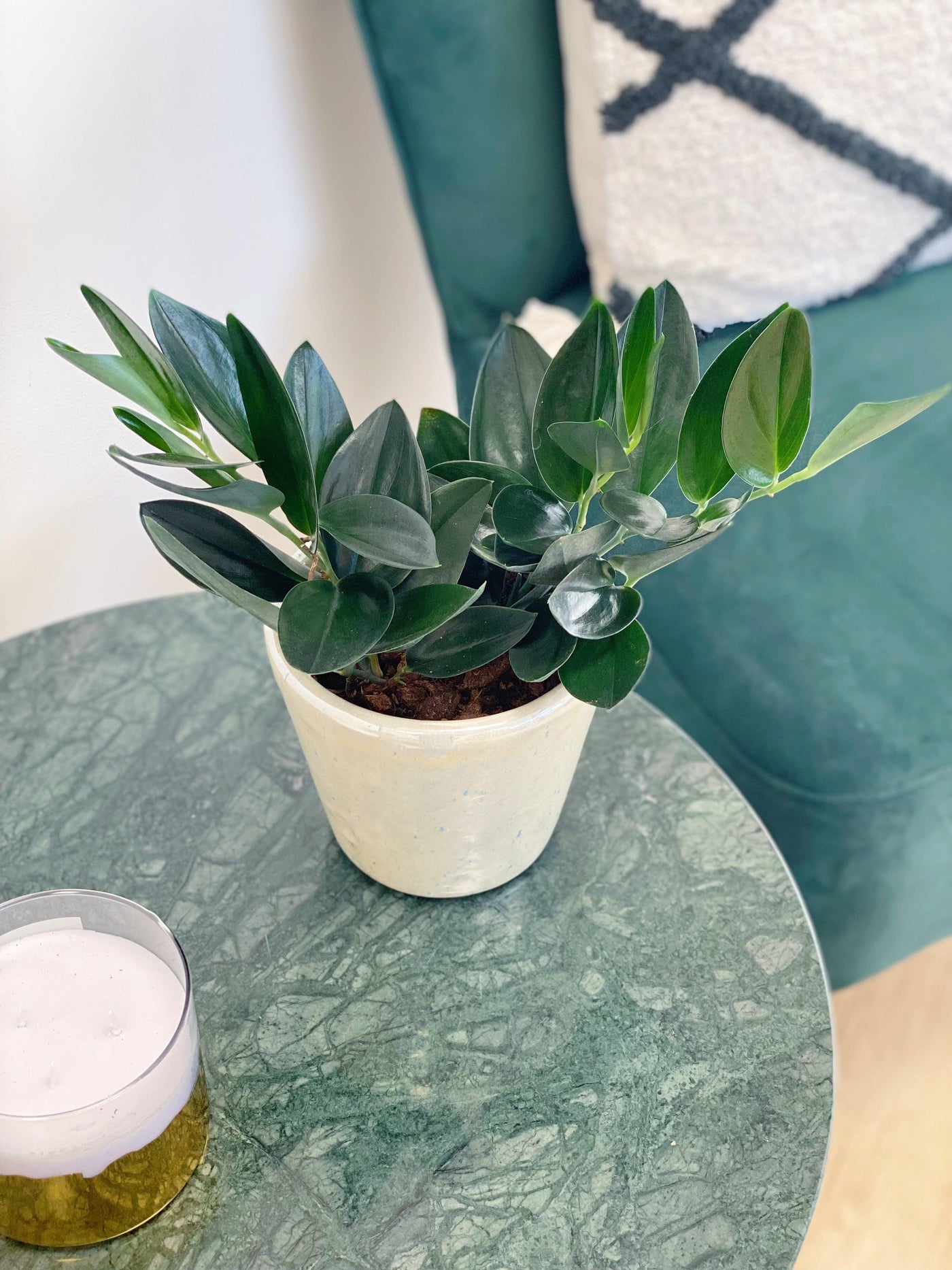 black pothos Scindapsus Treubii Dark Form Pothos