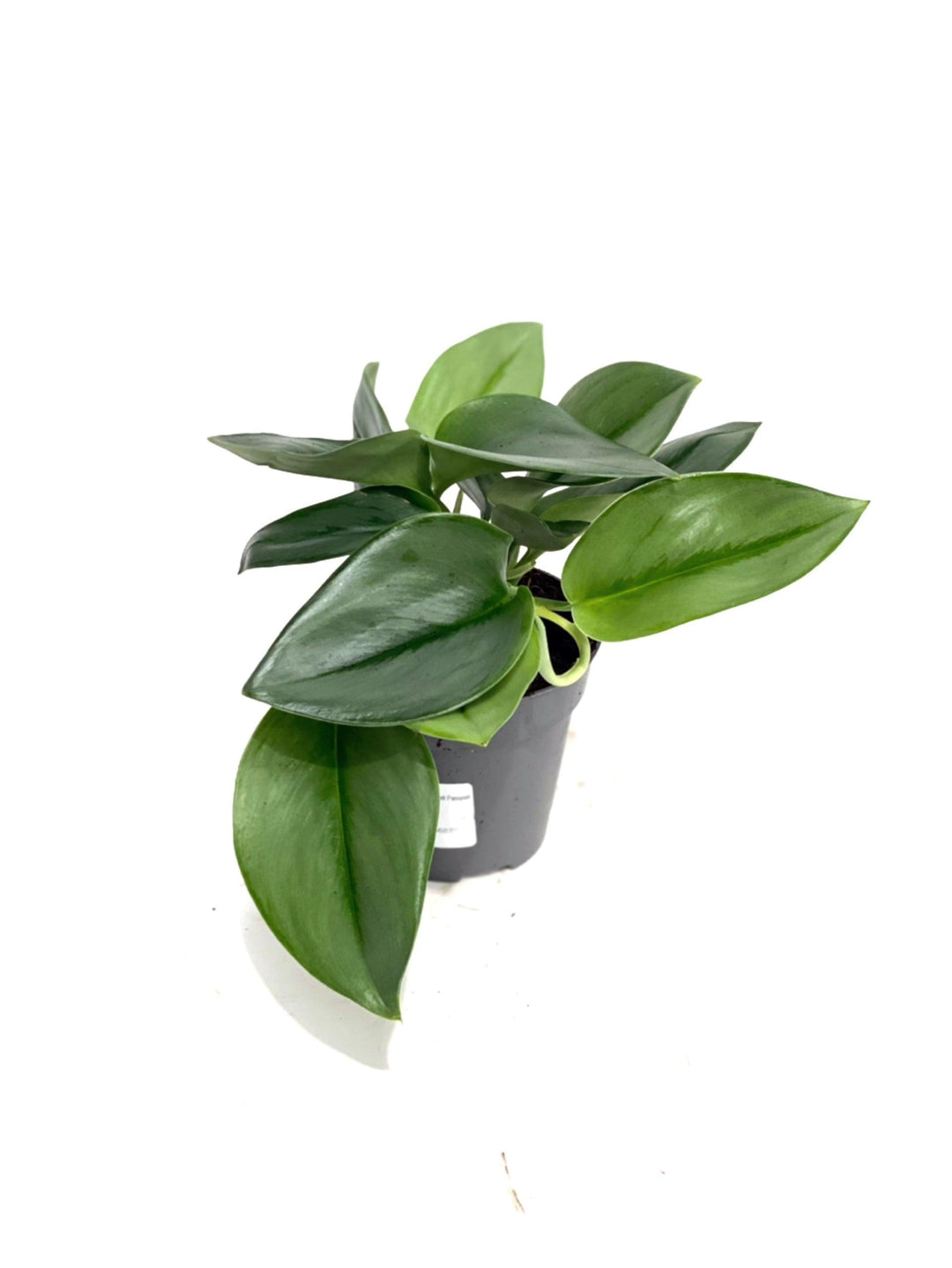 Scindapsus Treubii Moonlight Pothos