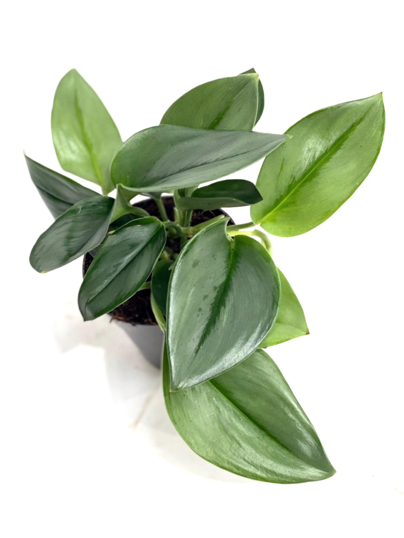 moon light pothos Scindapsus Treubii Moonlight Pothos