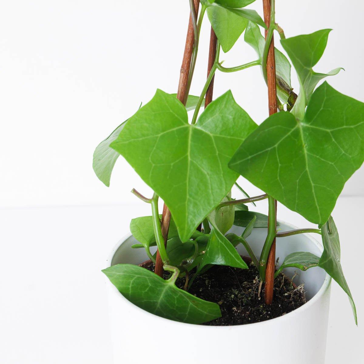Senecio macroglossus - House of Kojo