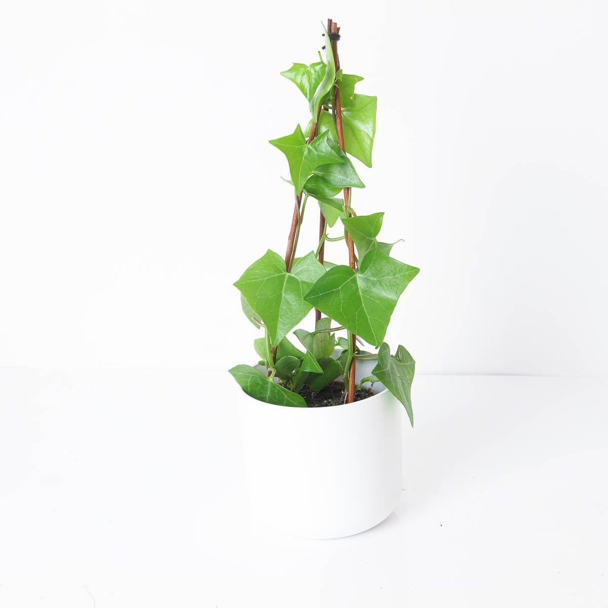 Senecio macroglossus - House of Kojo