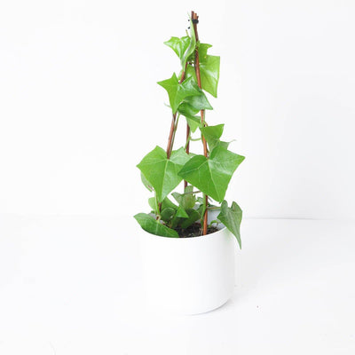 Senecio macroglossus - House of Kojo