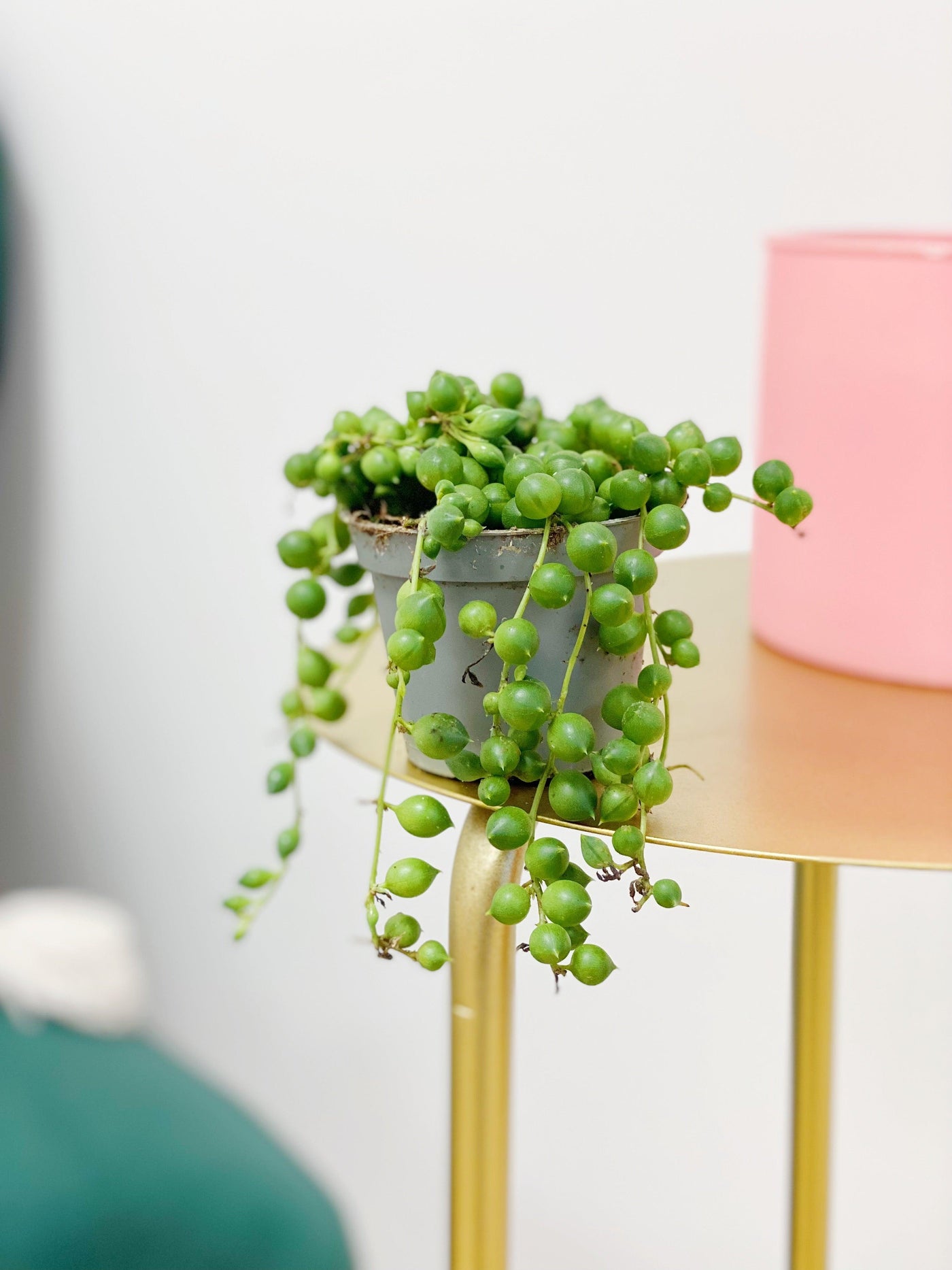 String of pearls (Senecio rowleyanus)