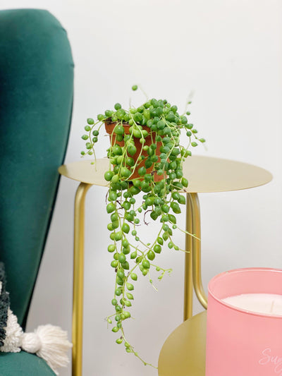 Senecio Rowleyanus | String of Pearls - House of Kojo