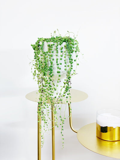 Senecio Rowleyanus | String of Pearls - House of Kojo