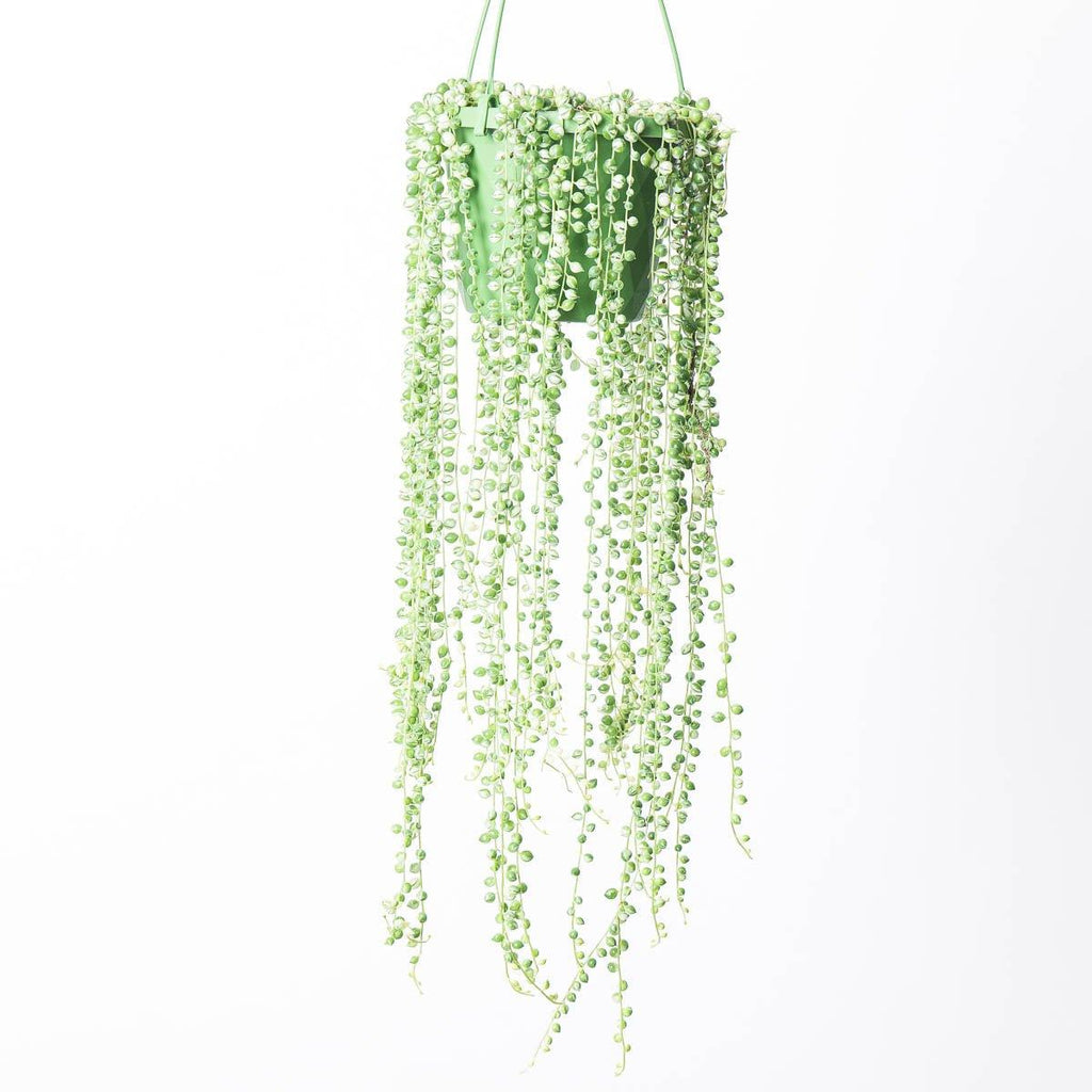 aglaonema variegated pearls Senecio rowleyanus variegated | Variegated String of Pearls