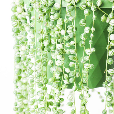 Senecio rowleyanus variegated | Variegated String of Pearls - House of Kojo