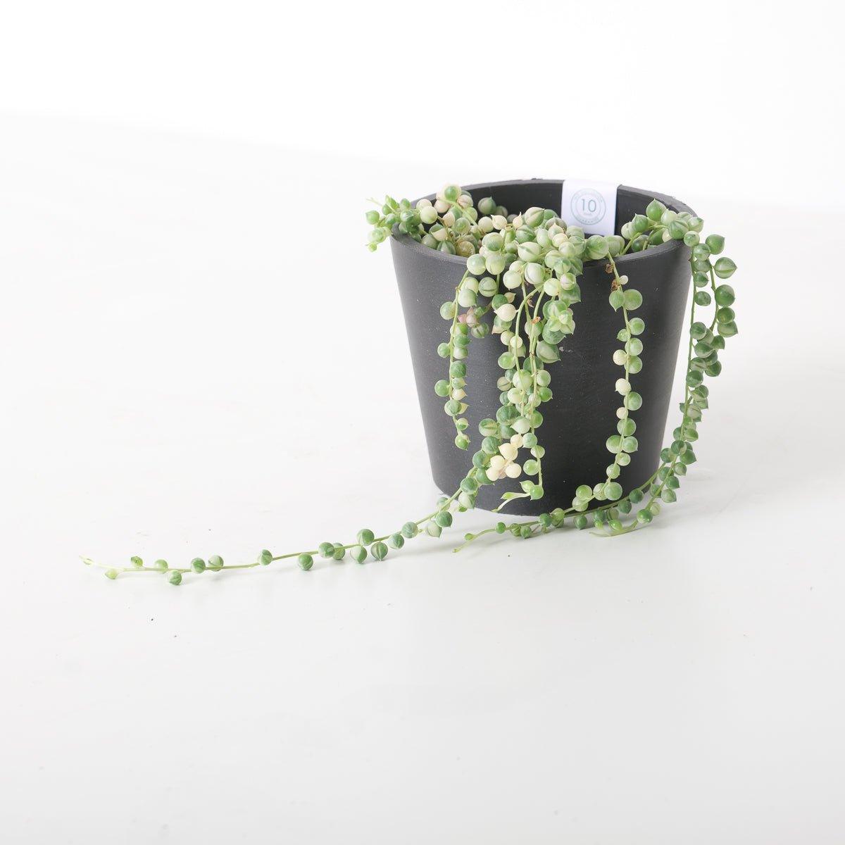 Senecio rowleyanus variegated | Variegated String of Pearls - House of Kojo