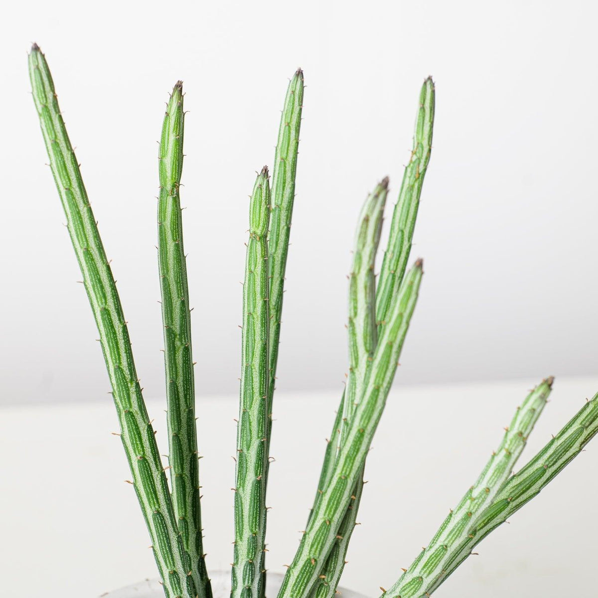 Senecio Stapeliiformis | Pickle Cactus - House of Kojo