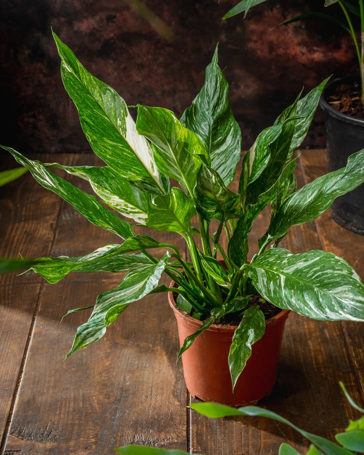 Spathiphyllum Diamond | Peace Lily Variegated - House of Kojo