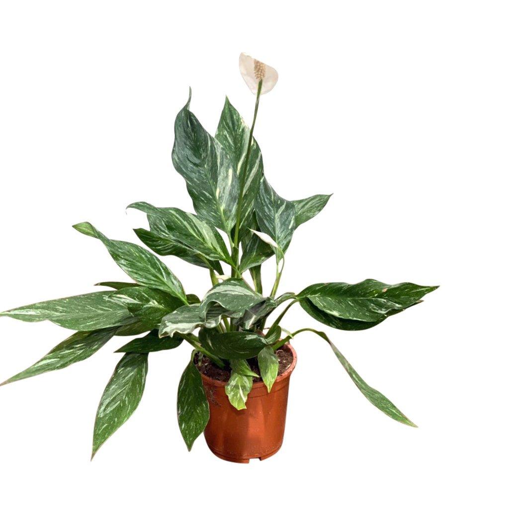variegated peace lily uk Spathiphyllum Diamond