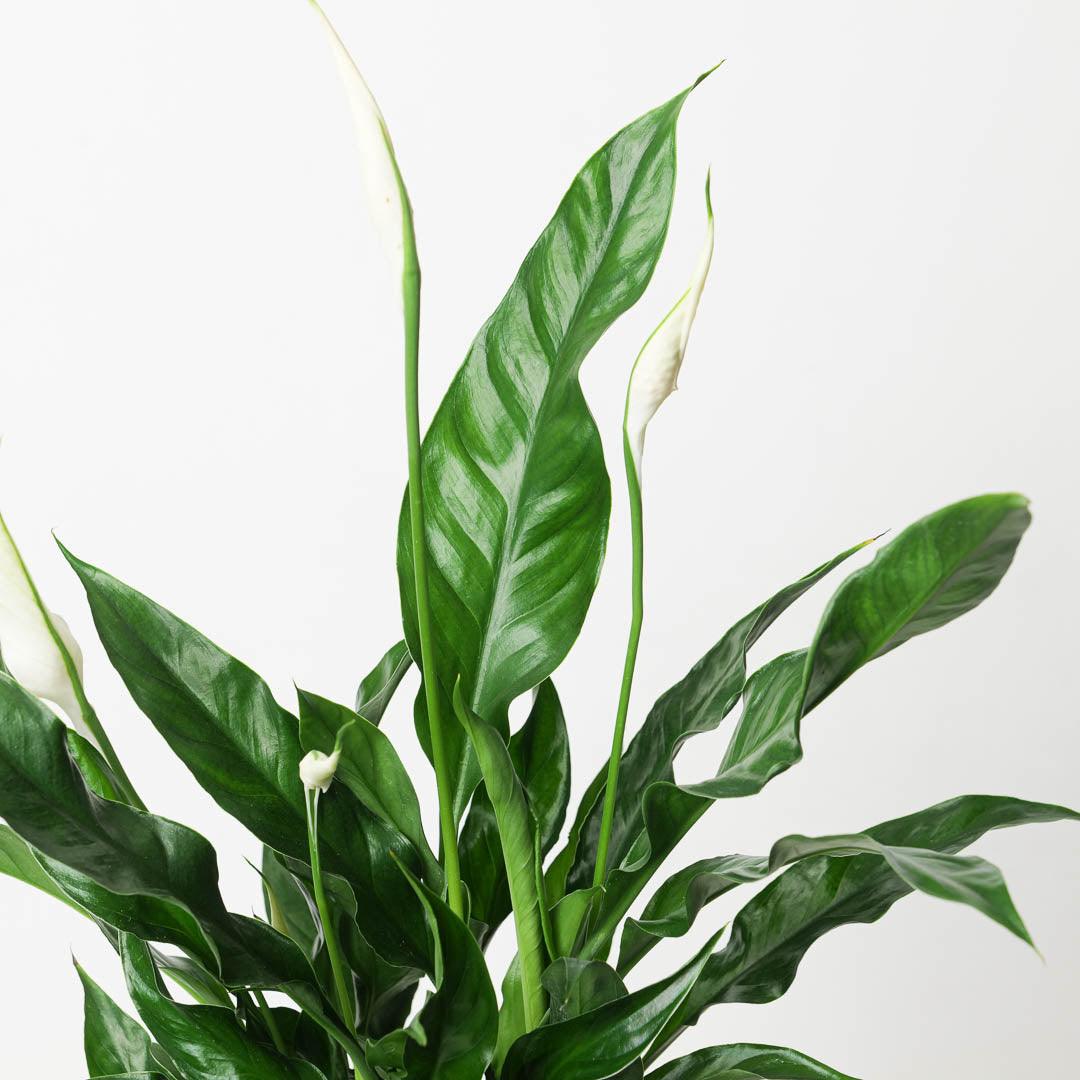 Spathiphyllum sp. 'Sweet Curiosa' | Peace Lilly - House of Kojo