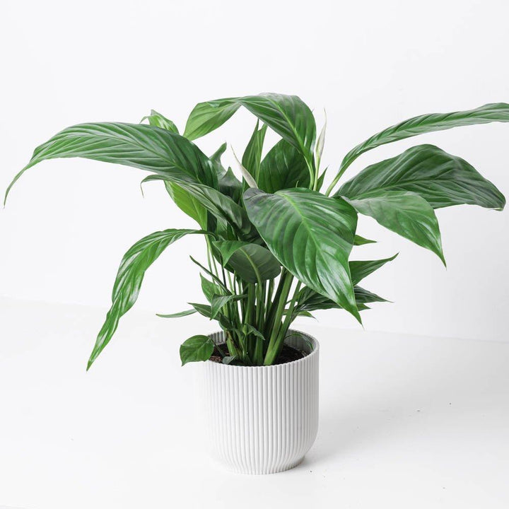 peace lily sweet pablo Spathiphyllum sp. 'Sweet Silvio'