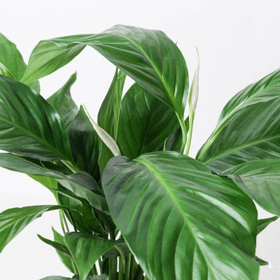 Spathiphyllum sp. 'Sweet Silvio' - House of Kojo