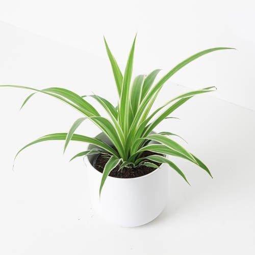 Spider Plant | Chlorophytum Comosum Ocean - House of Kojo