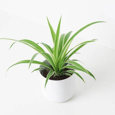 Spider Plant | Chlorophytum Comosum Ocean - House of Kojo