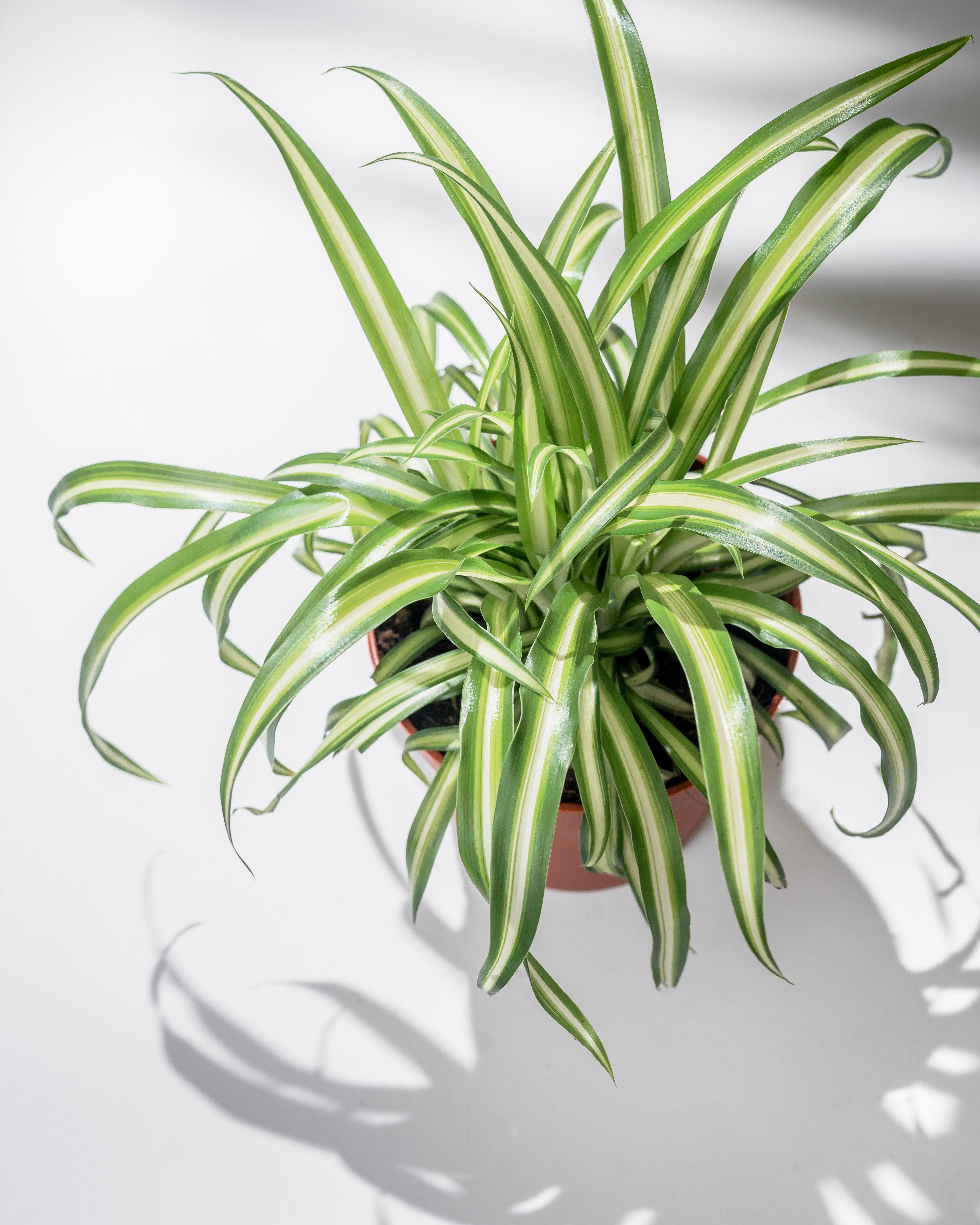 ocean spider plant care Spider Plant | Chlorophytum Comosum Ocean