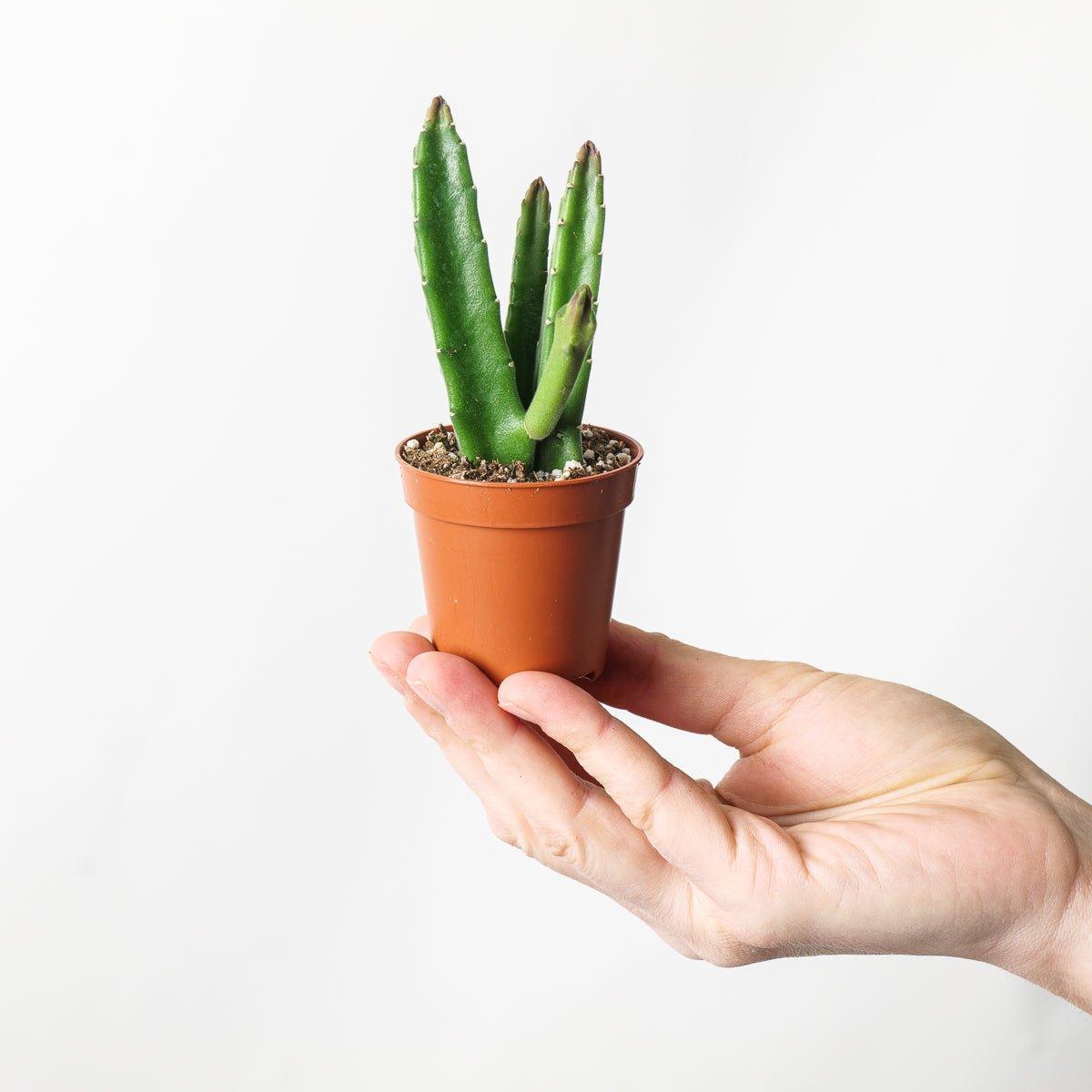 Stapelia leendertziae - House of Kojo