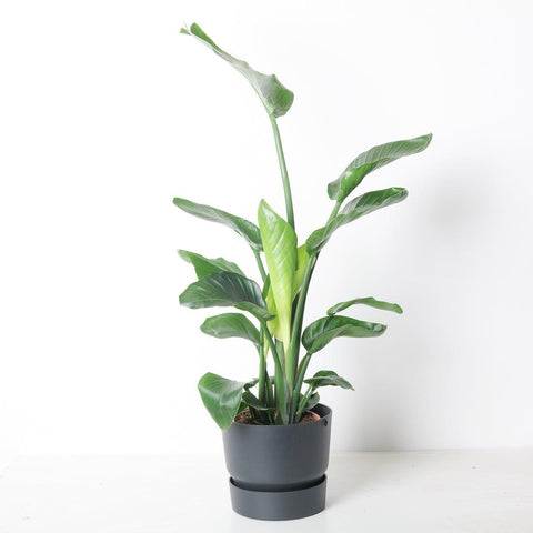 mini strelitzia Strelitzia nicolai | Bird of Paradise