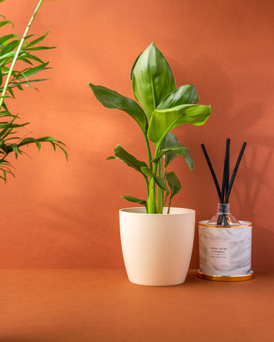 Strelitzia Nicolai | White Bird of Paradise - House of Kojo