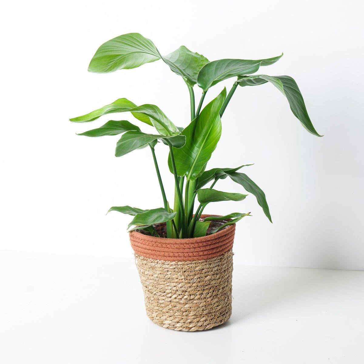 Strelitzia Nicolai | White Bird of Paradise - House of Kojo