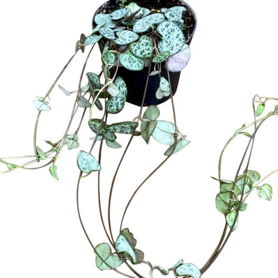 String of Hearts | Ceropegia Woodii - House of Kojo
