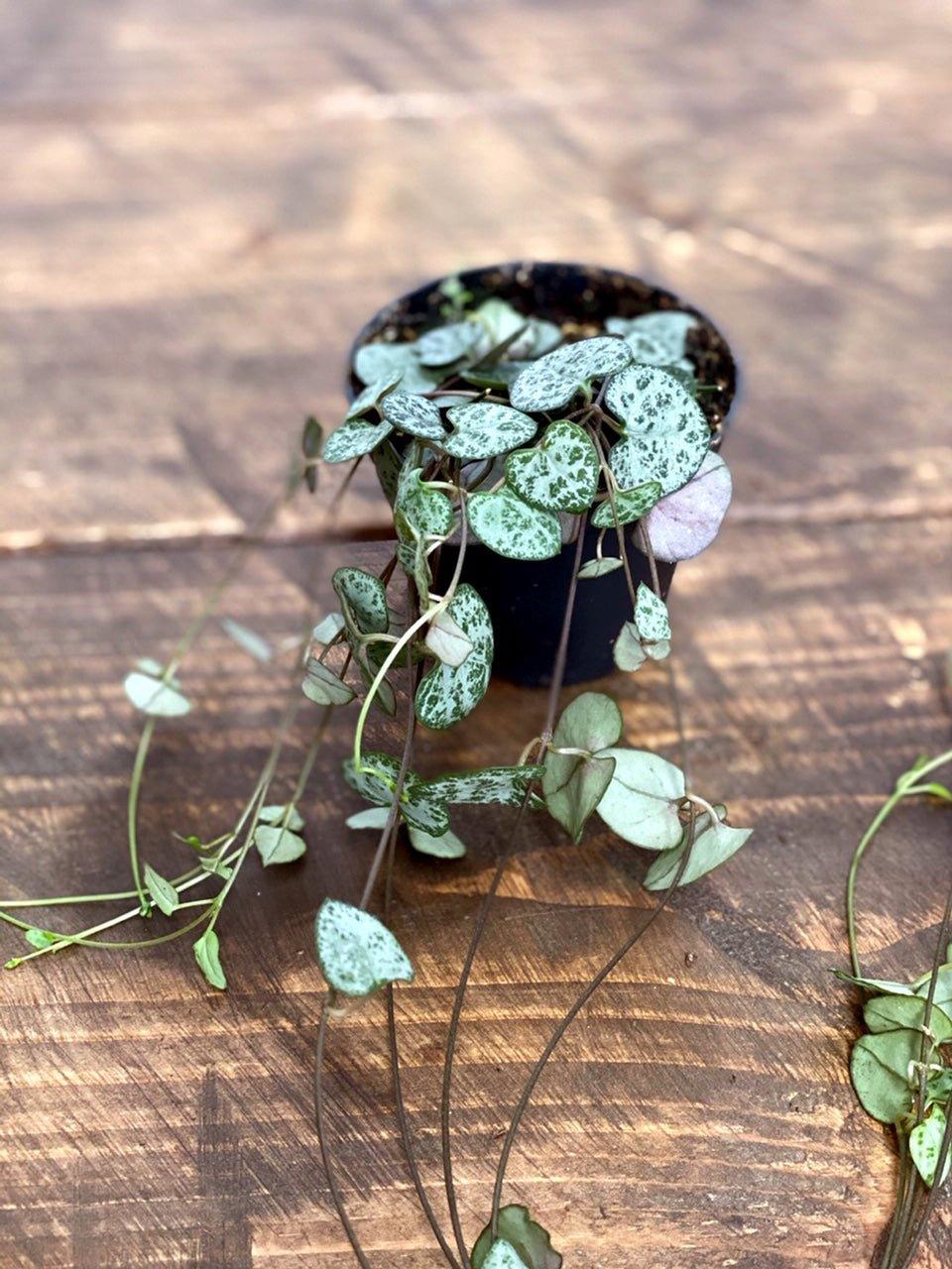 String of Hearts | Ceropegia Woodii | Indoor Plants and