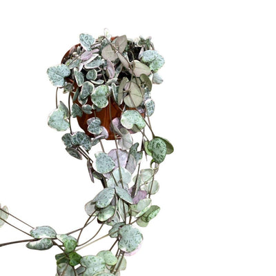 String of Hearts Variegated | Ceropegia Woodii - House of Kojo