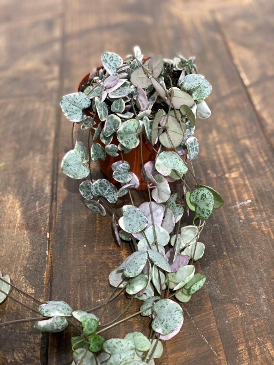 String of Hearts Variegated | Ceropegia Woodii - House of Kojo