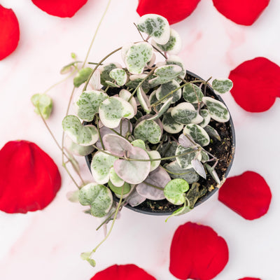 String of Hearts Variegated | Ceropegia Woodii - House of Kojo