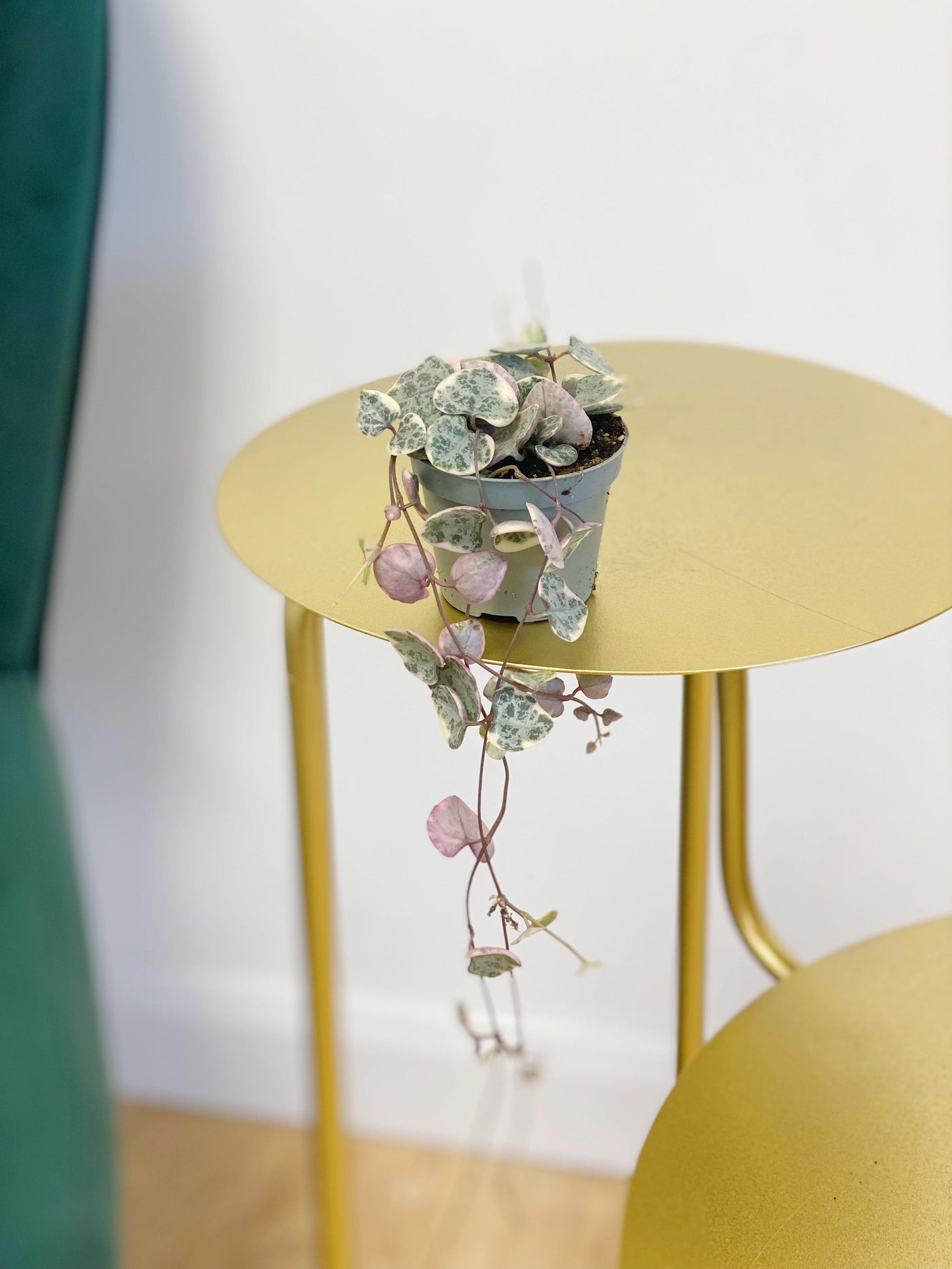 String of Hearts Variegated | Ceropegia Woodii - House of Kojo