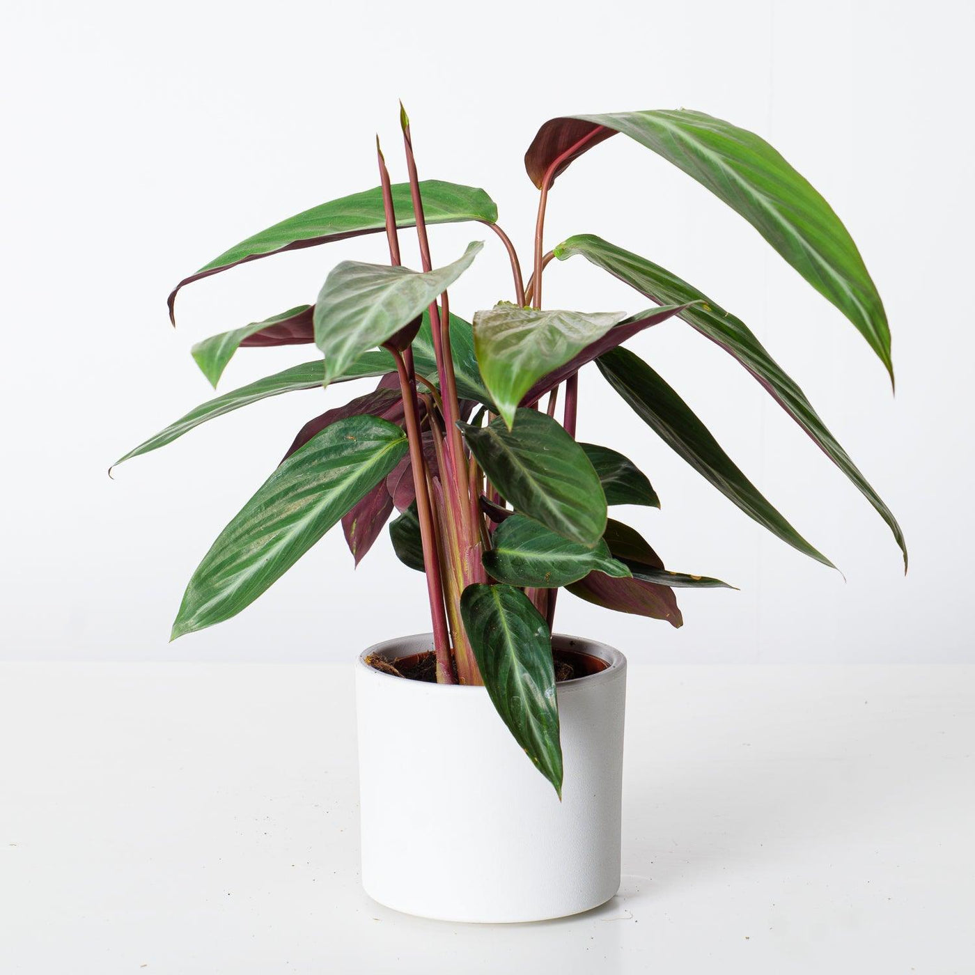 Stromanthe Sanguinea Stripestar | Calathea Stripestar - House of Kojo