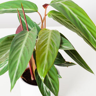 Stromanthe Sanguinea Stripestar | Calathea Stripestar - House of Kojo