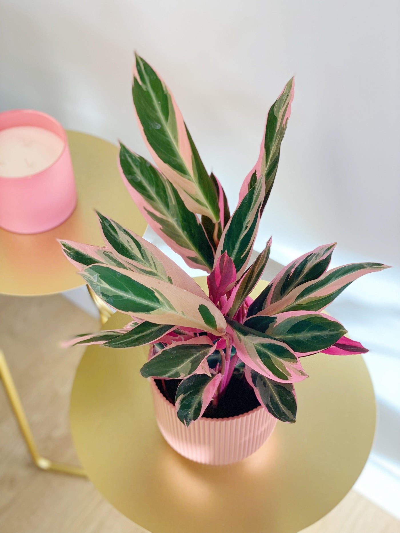 Stromanthe Sanguinea Triostar | Calathea Triostar - House of Kojo