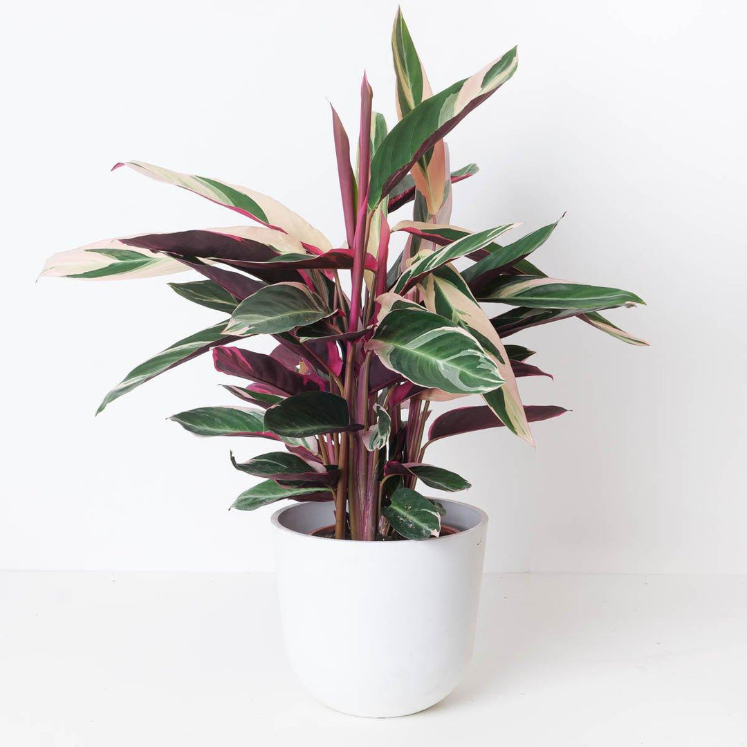 Stromanthe Sanguinea Triostar | Calathea Triostar