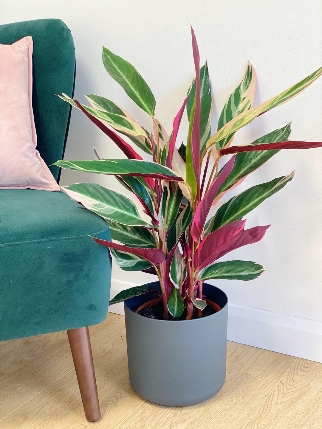 Stromanthe Sanguinea Triostar | Calathea Triostar