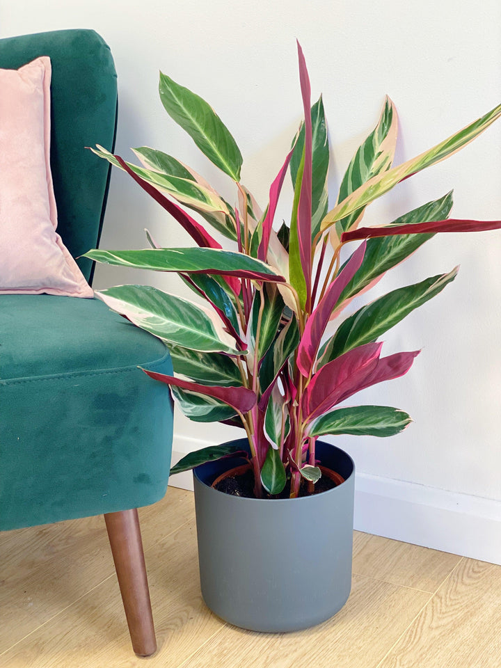 Stromanthe Sanguinea Triostar | Calathea Triostar