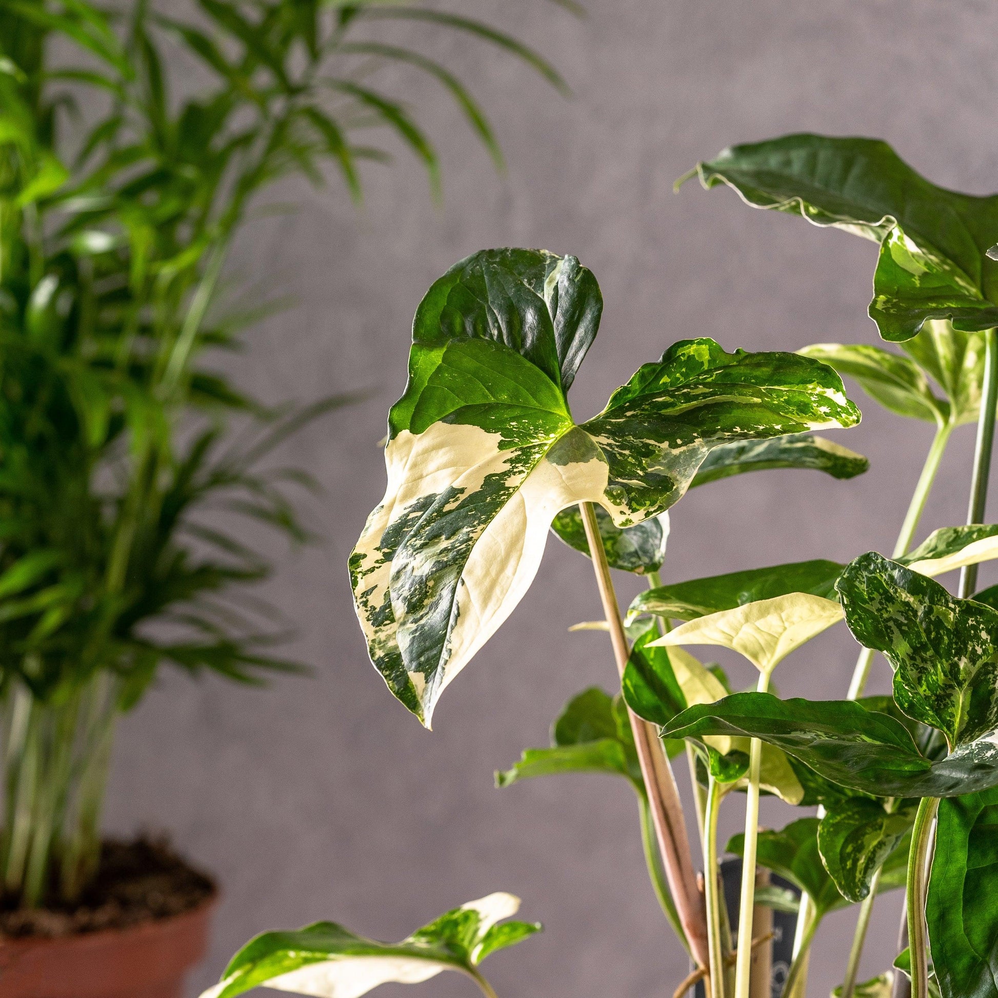 Syngonium Albo Variegated | Podophyllum - House of Kojo