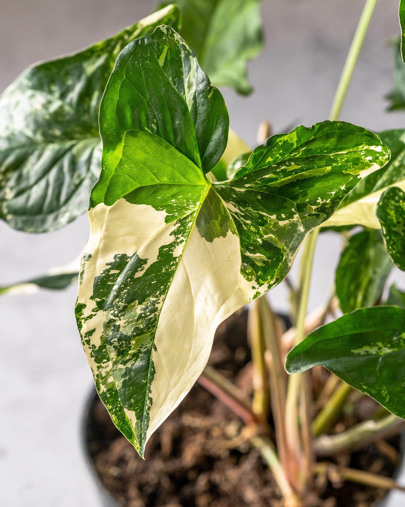 Syngonium Albo Variegated | Podophyllum - House of Kojo