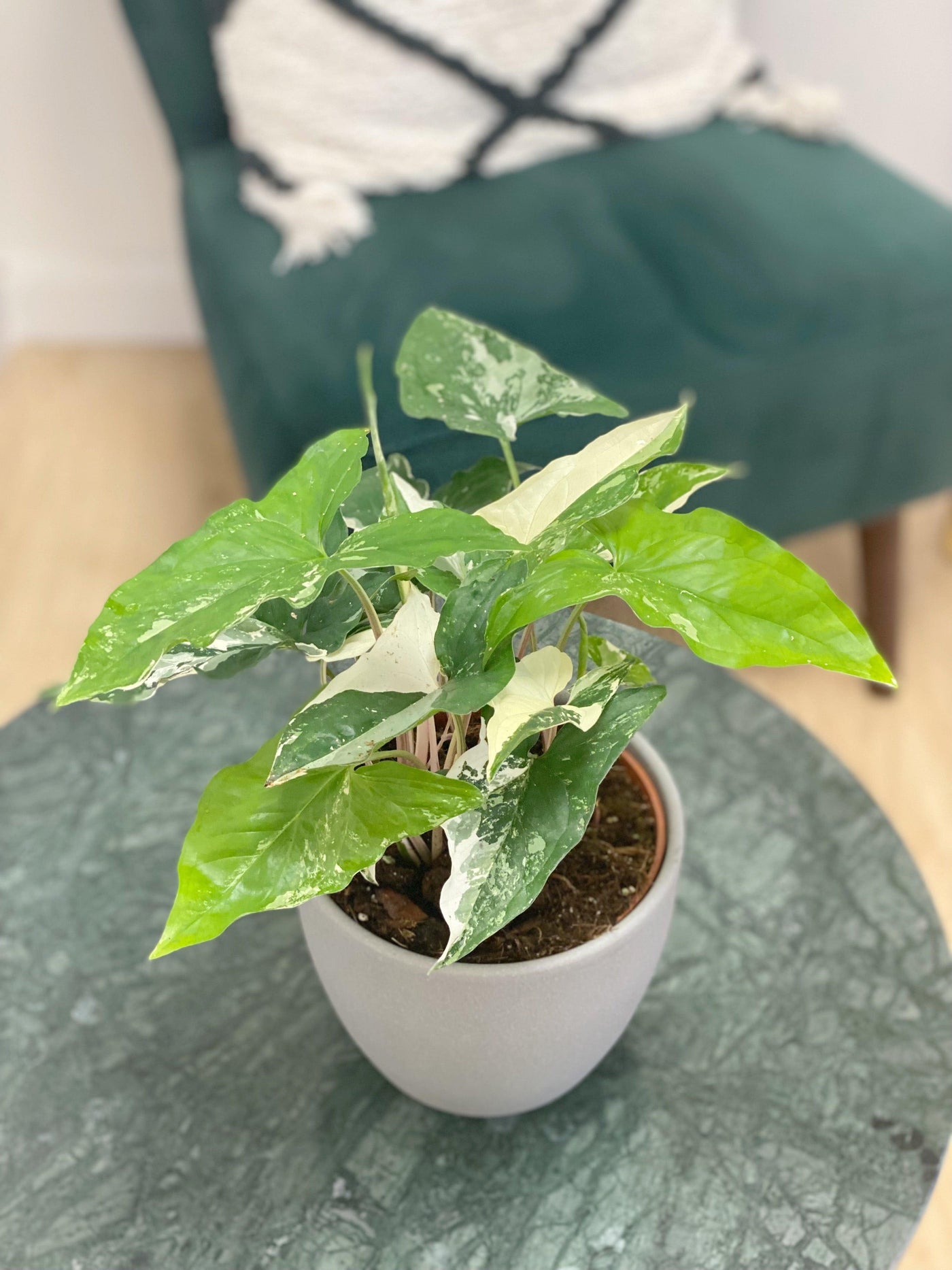 Syngonium Albo Variegated | Podophyllum - House of Kojo