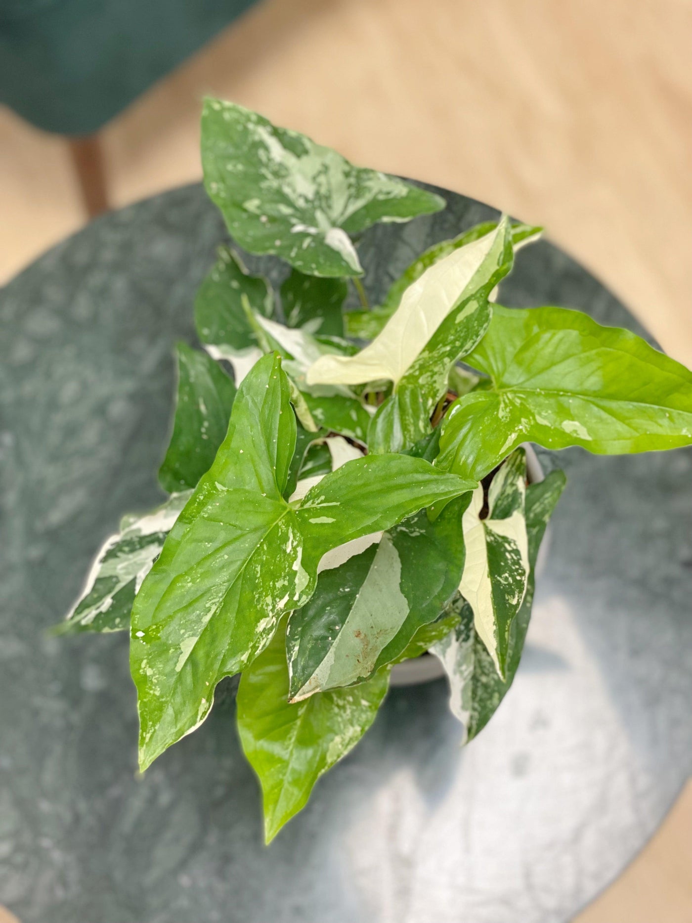 Syngonium Albo Variegated | Podophyllum - House of Kojo