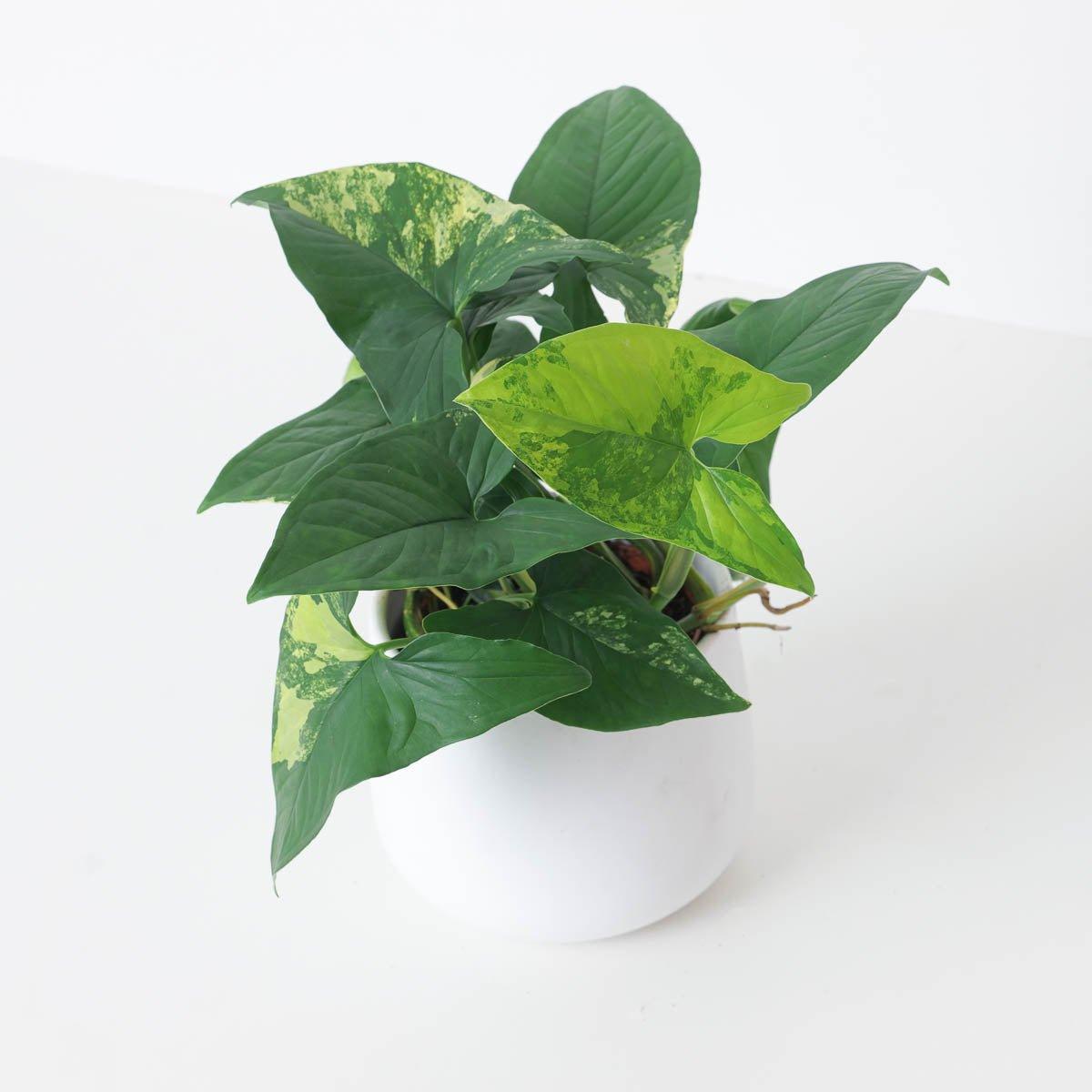 Syngonium Aureua Variegated - House of Kojo