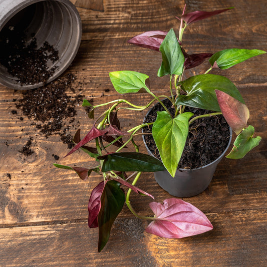 Syngonium Erythrophyllum Red Arrow - House of Kojo