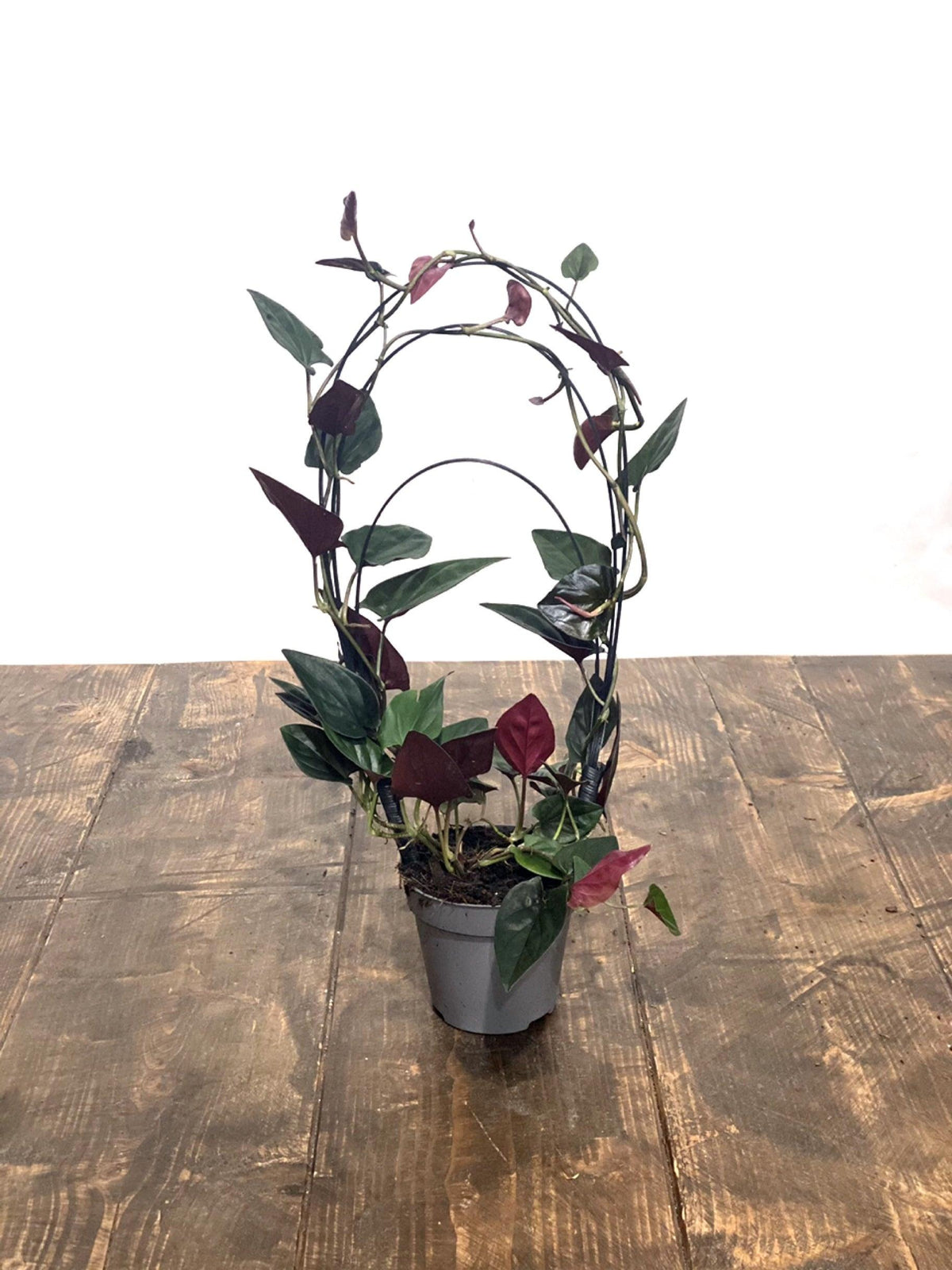 Syngonium Erythrophyllum Red Arrow - House of Kojo