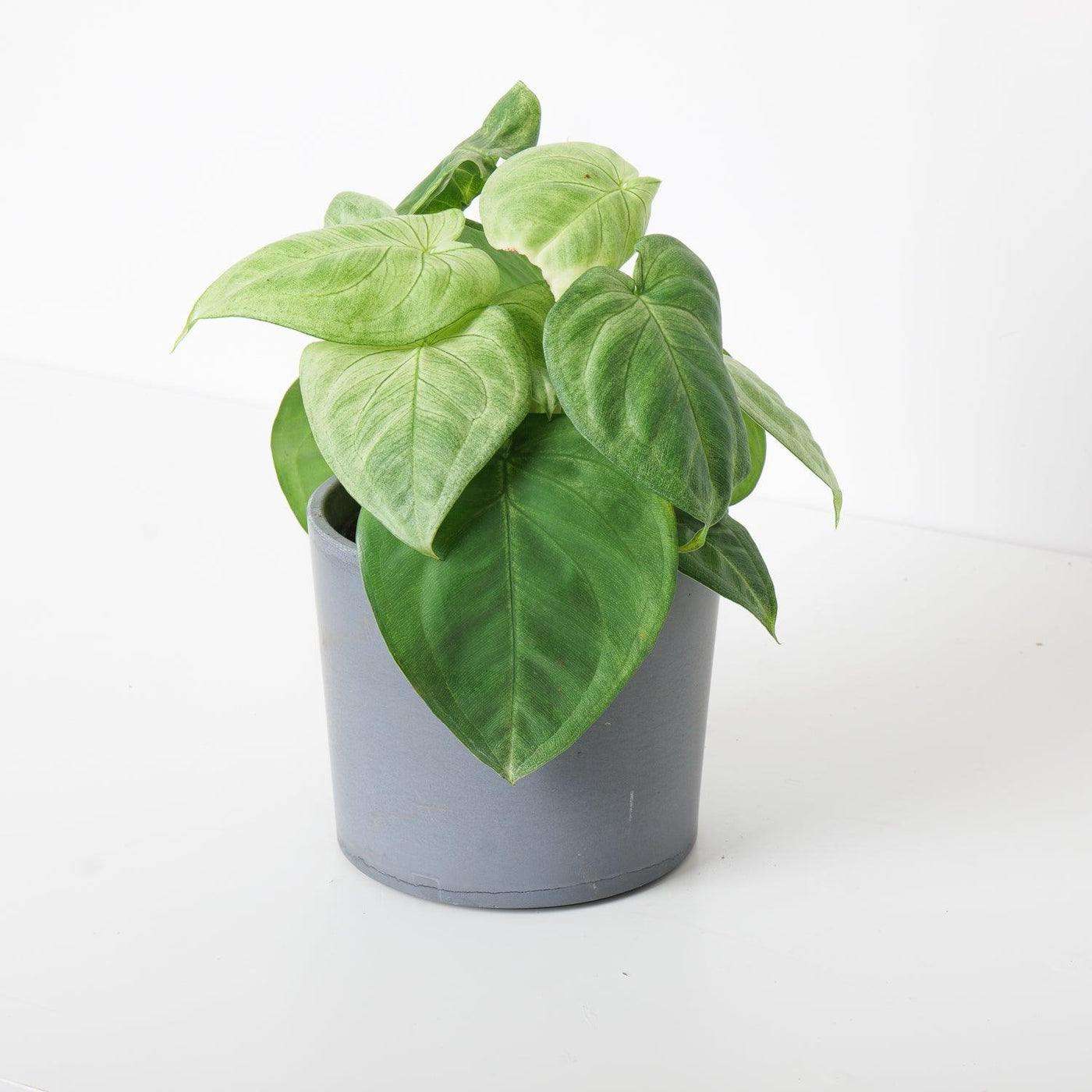 philodendron ice frost Syngonium Ice Frost