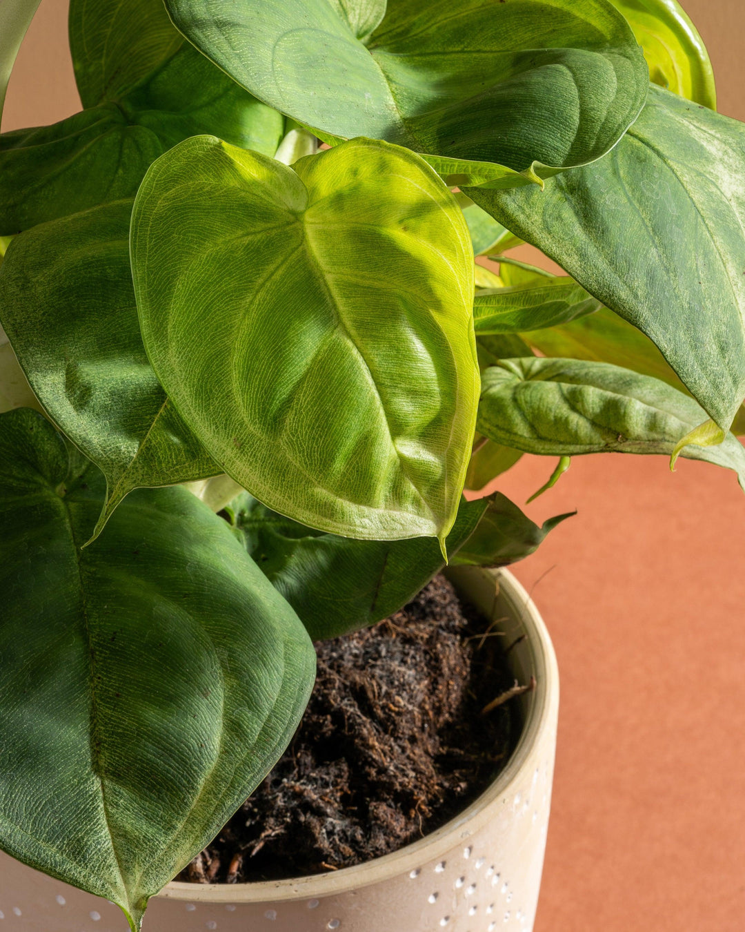 ice philodendron Syngonium Ice Frost
