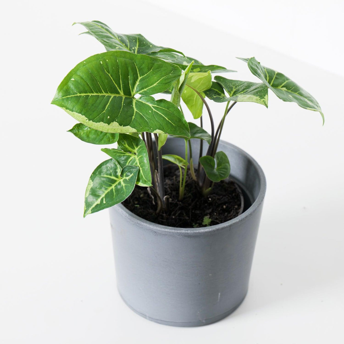 Syngonium Panda - House of Kojo
