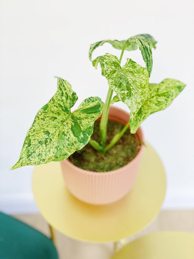 Syngonium Podophyllum Mottled - House of Kojo